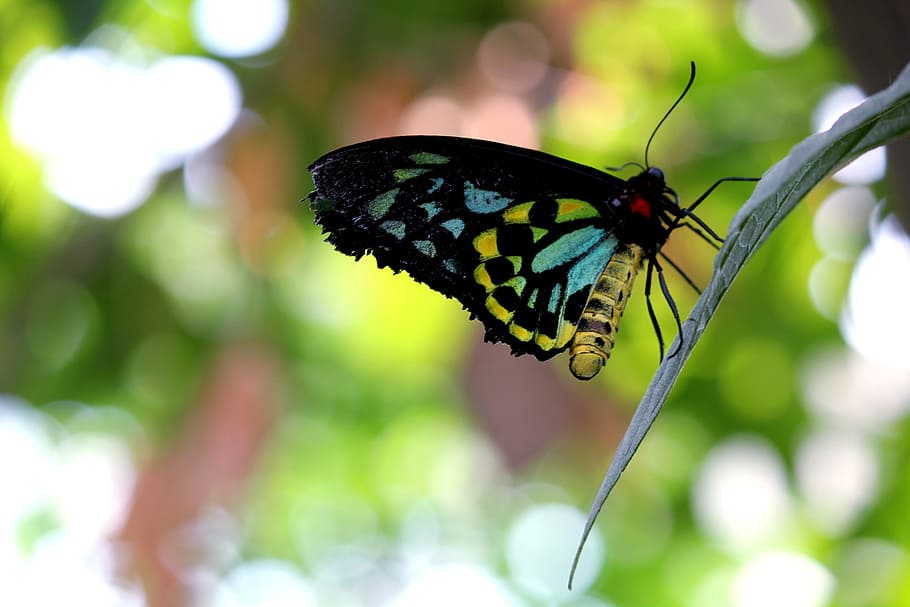 Blue Black Yellow Butterfly, close up, insect, leaf, multicolor HD wallpaper