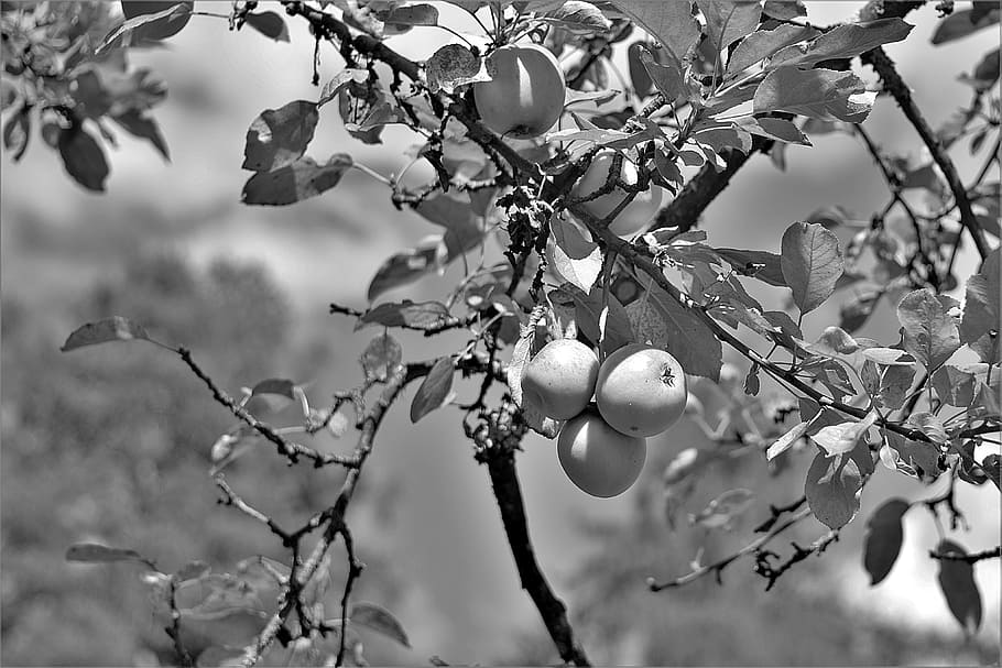 apple, apple tree, s w, fruit, plant, food and drink, healthy eating HD wallpaper
