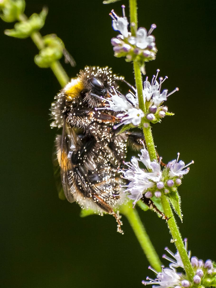 fictional, hummel, insect, nature, animal, flower, flowering plant HD wallpaper