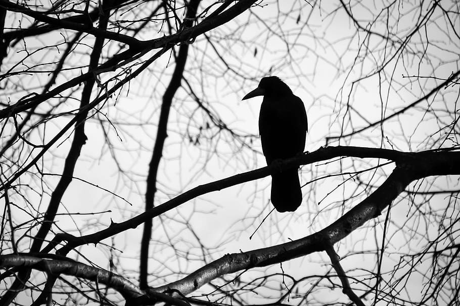 silhouette of bird on bare tree, black and white, sadness, nature HD wallpaper