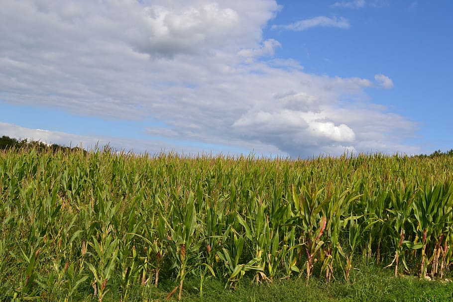 corn fields, agriculture, landscape, cereals, but sunny, summer HD wallpaper