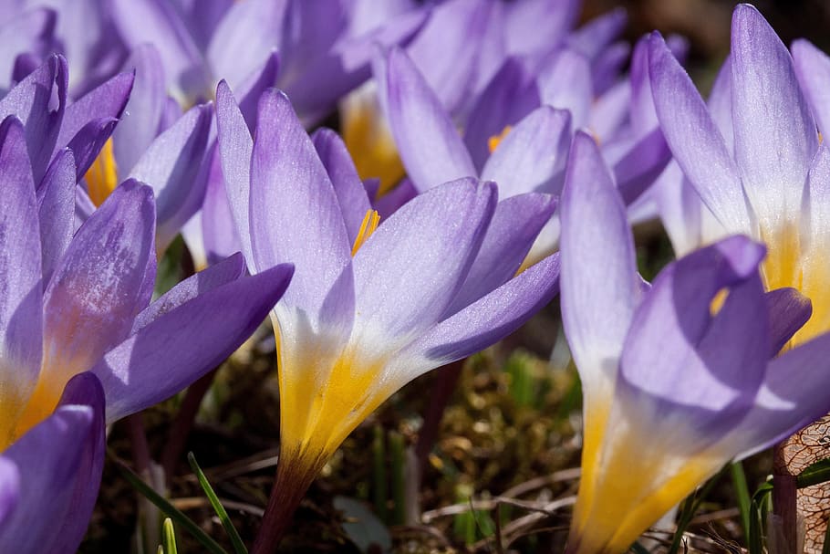 crocus, wildform, schwertliliengewaechs, spring crocus, flowers HD wallpaper