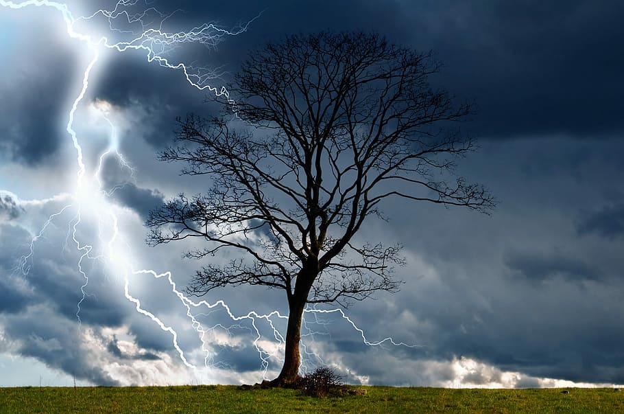 black baretree with lighting digital wallpaper, photo, tall HD wallpaper