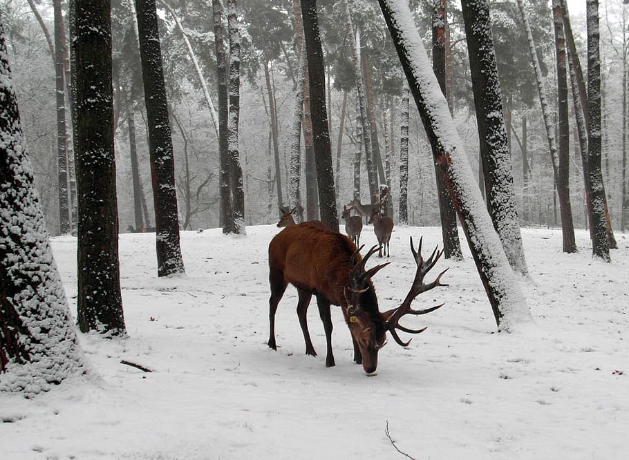 photo of goose in forest, red deer, antler, winter, graze, wildlife park HD wallpaper