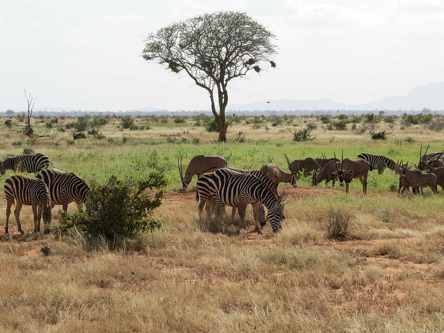 savanna, oryx, zebra, africa, safari, wildlife, antelope, plant, HD wallpaper