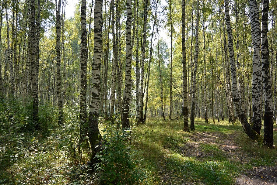 Birch, Forest, Tree, Trunk, trees, nature, leaves, no people HD wallpaper