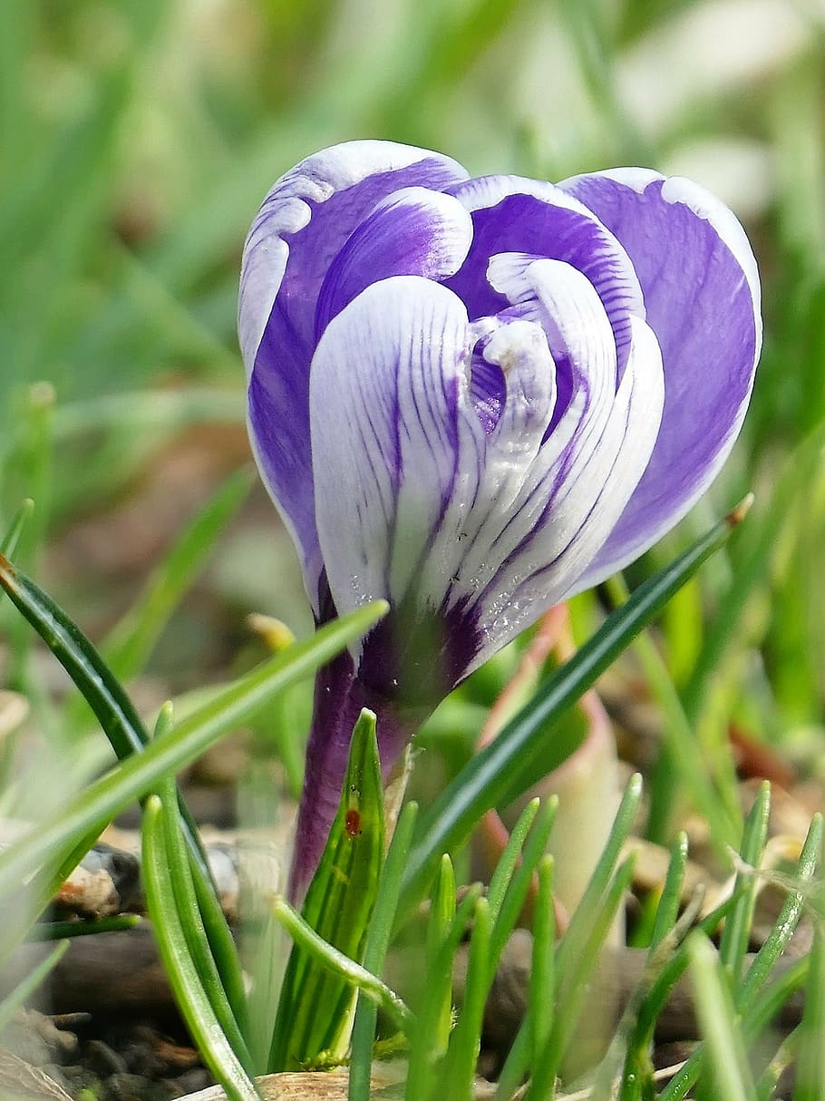 nature, spring, flower, violet, blossom, bloom, close, crocus HD wallpaper