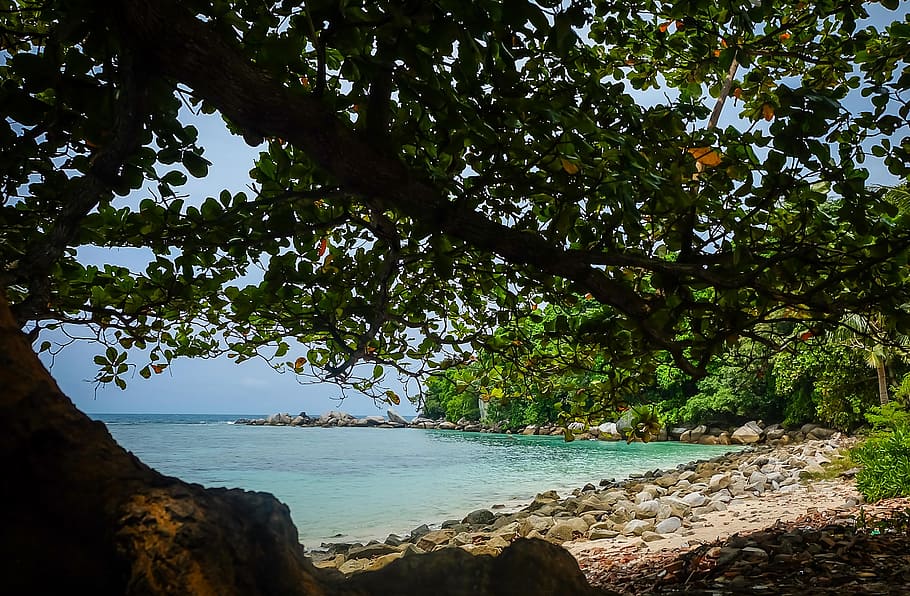 beach, tree, sea, ocean, sky, sand, nature, water, island, vacation HD wallpaper