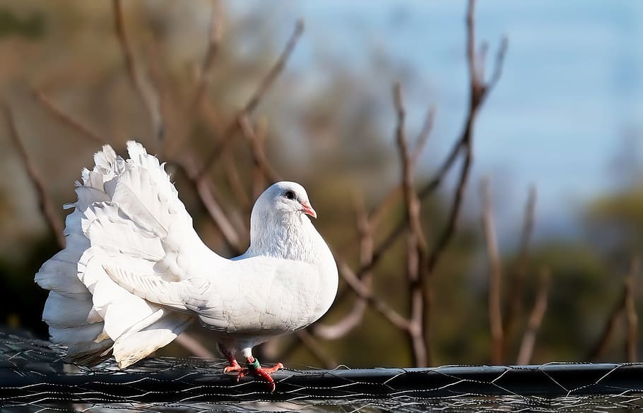 shallow focus photography of white fan tail pigeon, dove, bird HD wallpaper