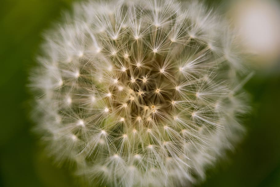 dandelion, macro, flower, nature, pointed flower, close, flowering plant HD wallpaper