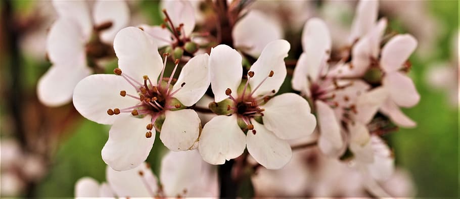 flower, nature, flora, leaf, season, tree, petal, plant, flowering plant HD wallpaper
