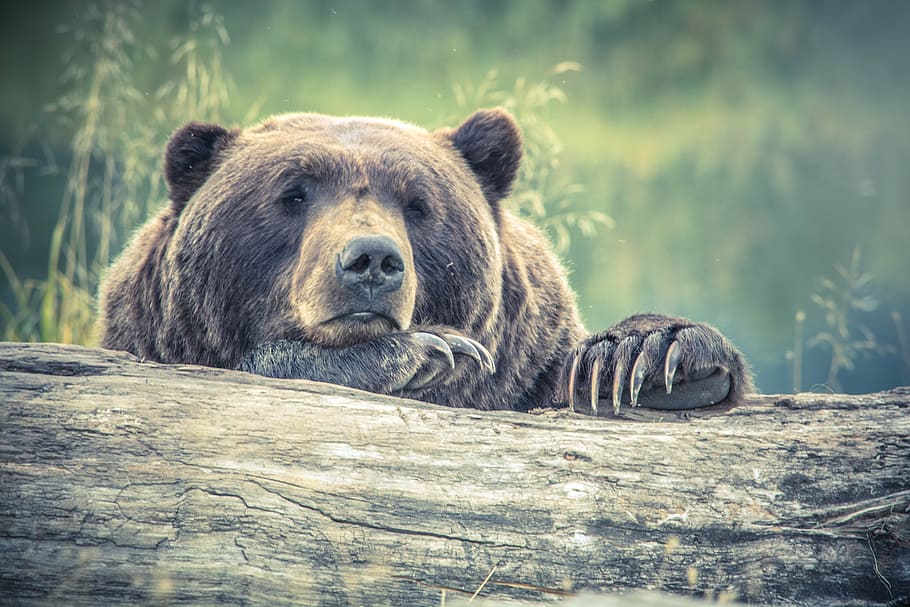 Tired Large Bear Forest Log, animals, brown Bear, wildlife, nature HD wallpaper