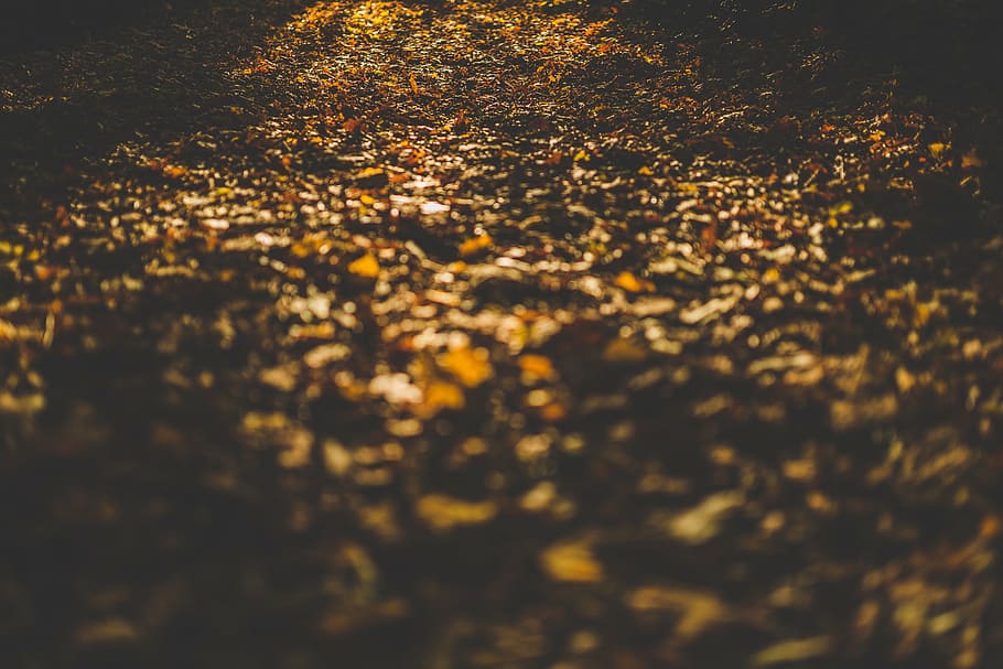 brown leaves closeup photography, withered, soil, sun, rays HD wallpaper