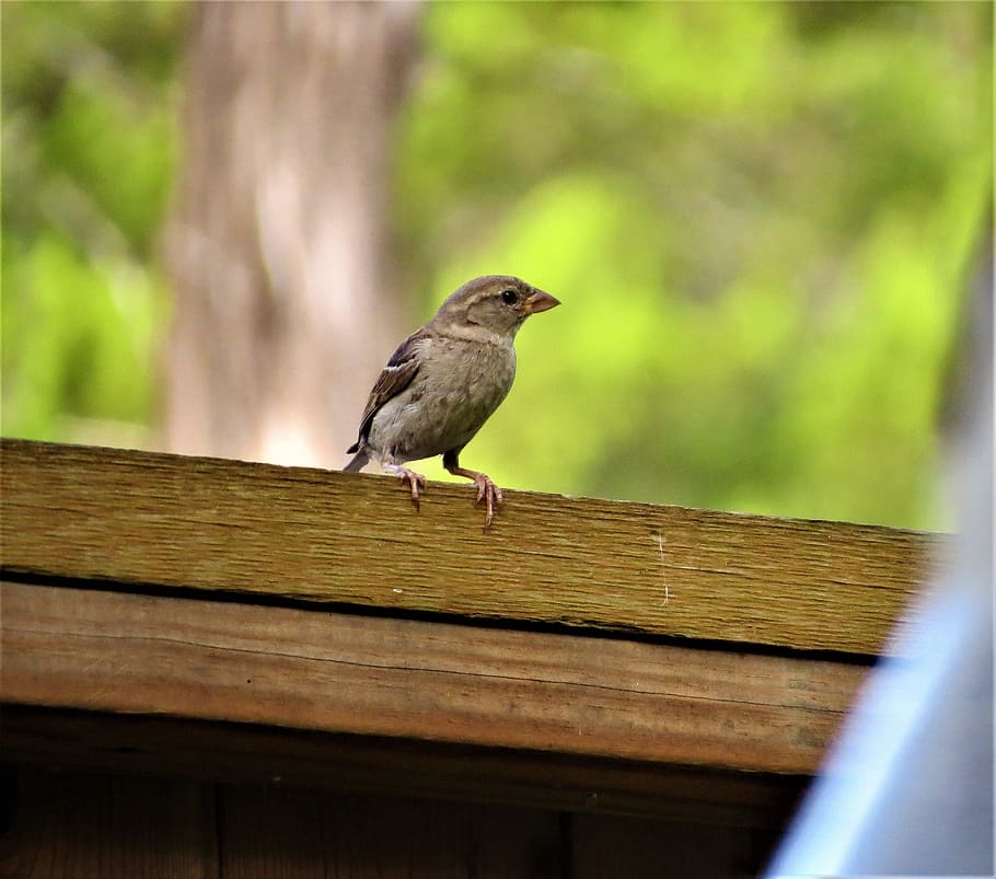 bird, tiny, cute, wildlife, animal themes, animal wildlife HD wallpaper