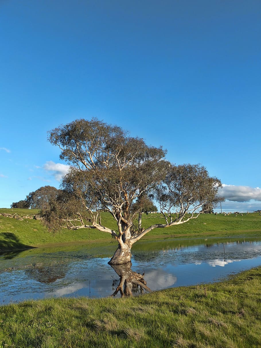 Tree, Pond, Water, Nature, Landscape, environment, lake, bare tree HD wallpaper