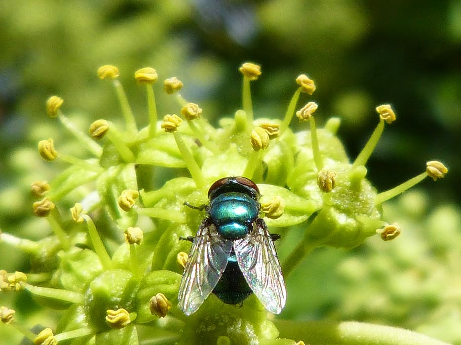Greenfly, Gadfly, Insect, Nature, green flowers, green plants HD wallpaper