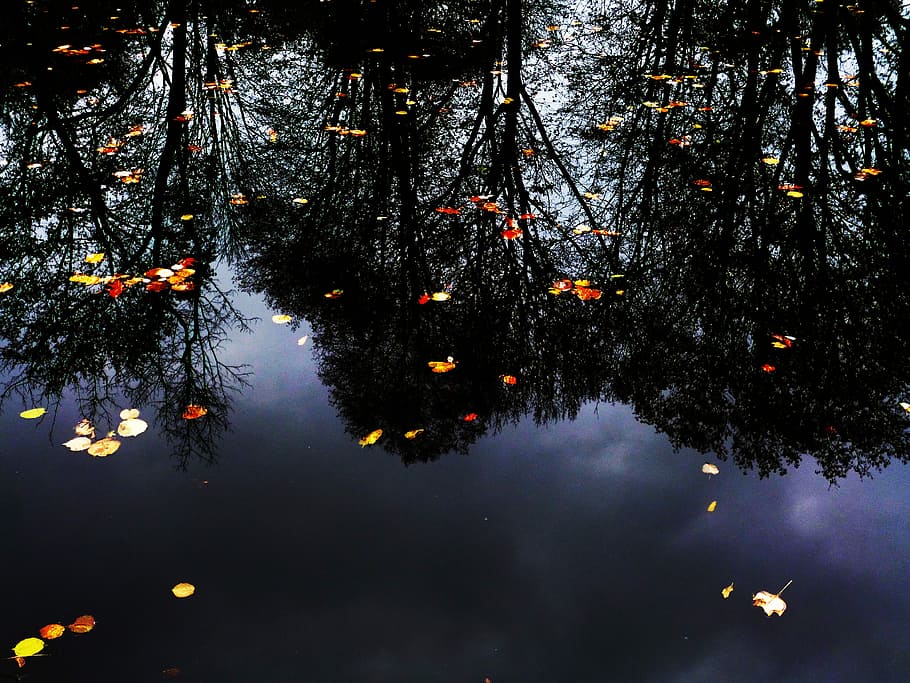 Water-Level, Reflection, Pond, nature, surface, trees, photo HD wallpaper