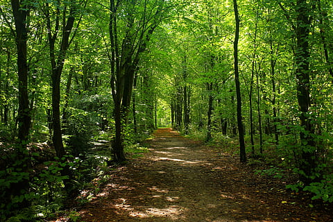 pathway between green leaf tree, forest, trees, forest path HD wallpaper