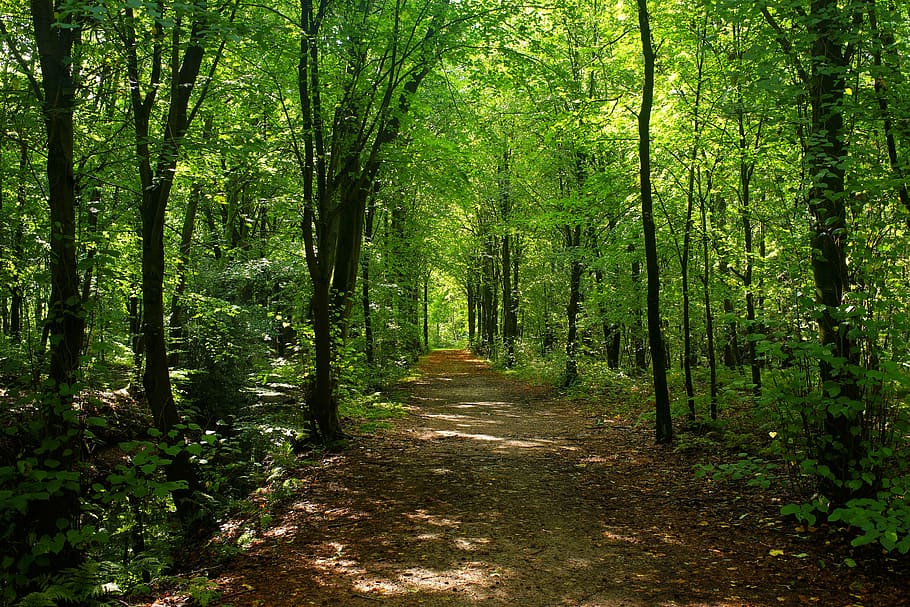 Hd Wallpaper Empty Pathway Between Green Trees During Daytime Forest
