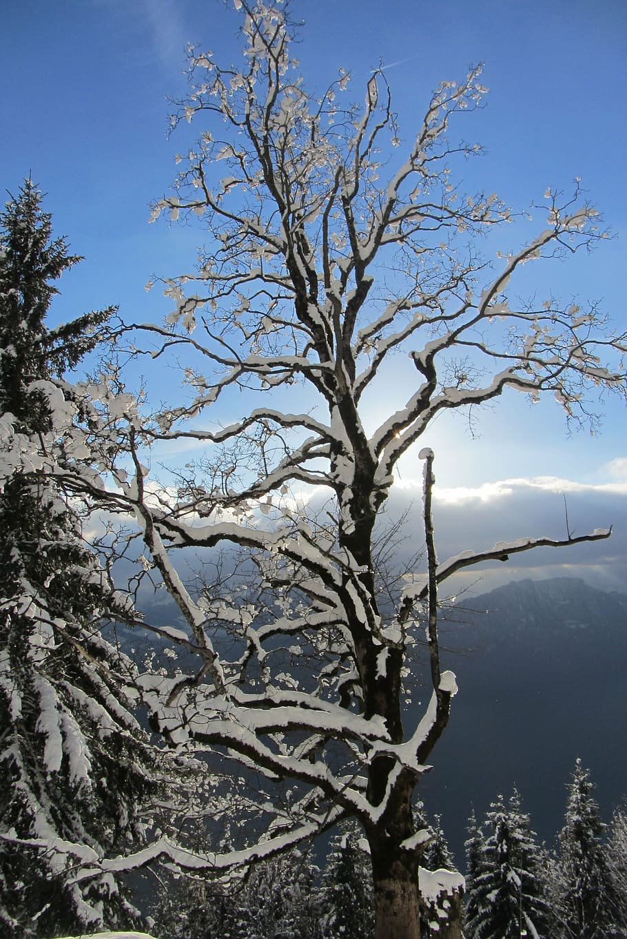 tree, winter, snowy, kahl, aesthetic, plant, cold temperature HD wallpaper