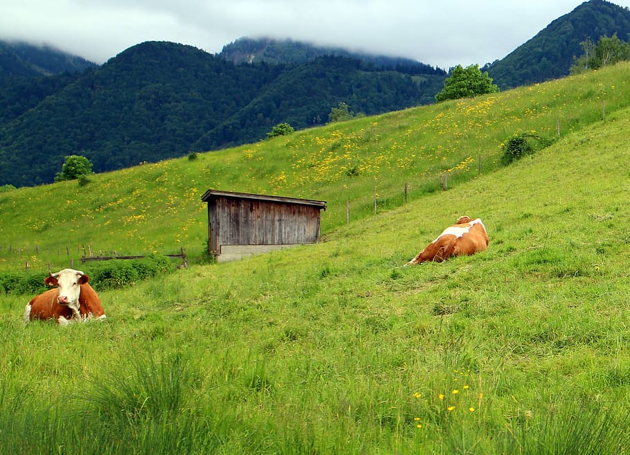 Cows, Pasture, Landscape, Flora, mountain meadows, mountains HD wallpaper