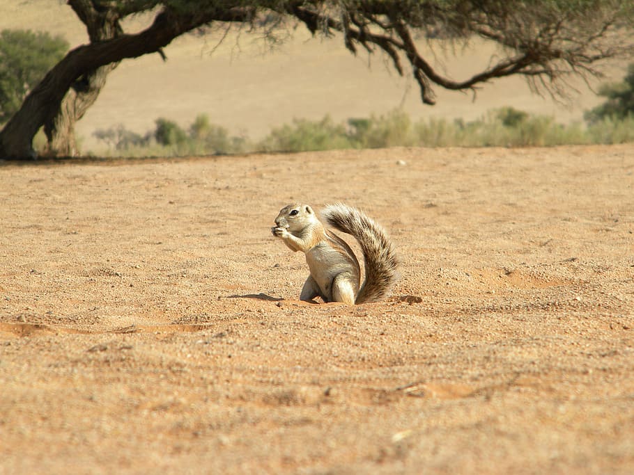 tree, ground, squirrel, eating, seed, nut, sand, red, tail HD wallpaper