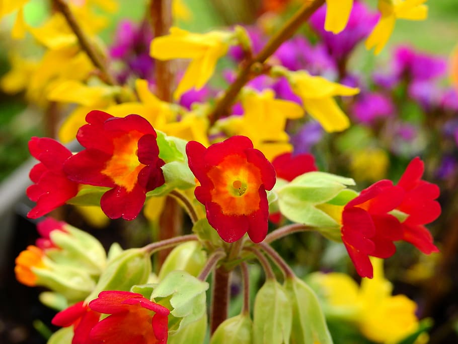 flowers, blossom, bloom, colorful, spring, nature, plant, flowering plant HD wallpaper