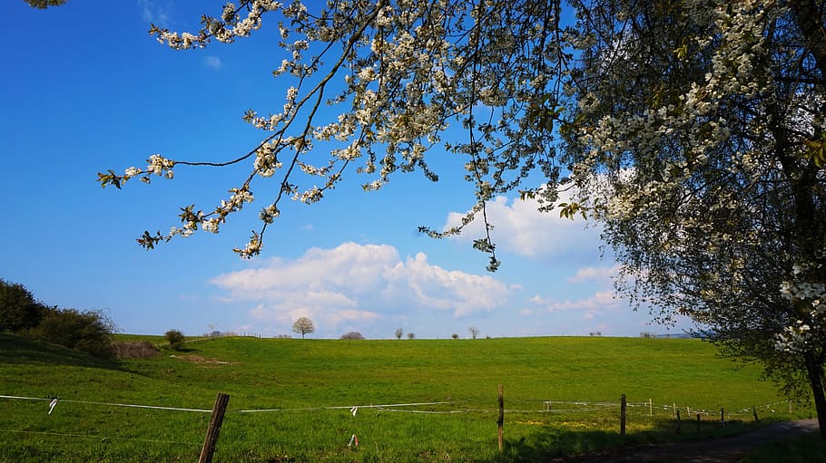 tree, nature, landscape, sky, season, spring, atmospheric, schönwetter HD wallpaper