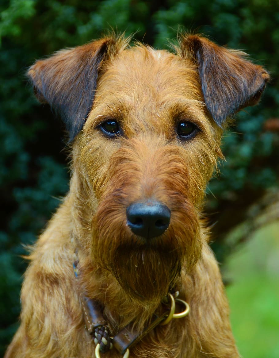 closeup photo of Irish setter, dog, irish terrier, animal portrait, HD wallpaper