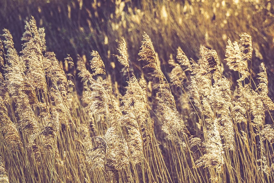 nature, wheat, field, grain, grass, harvest, sway, sky, growth HD wallpaper
