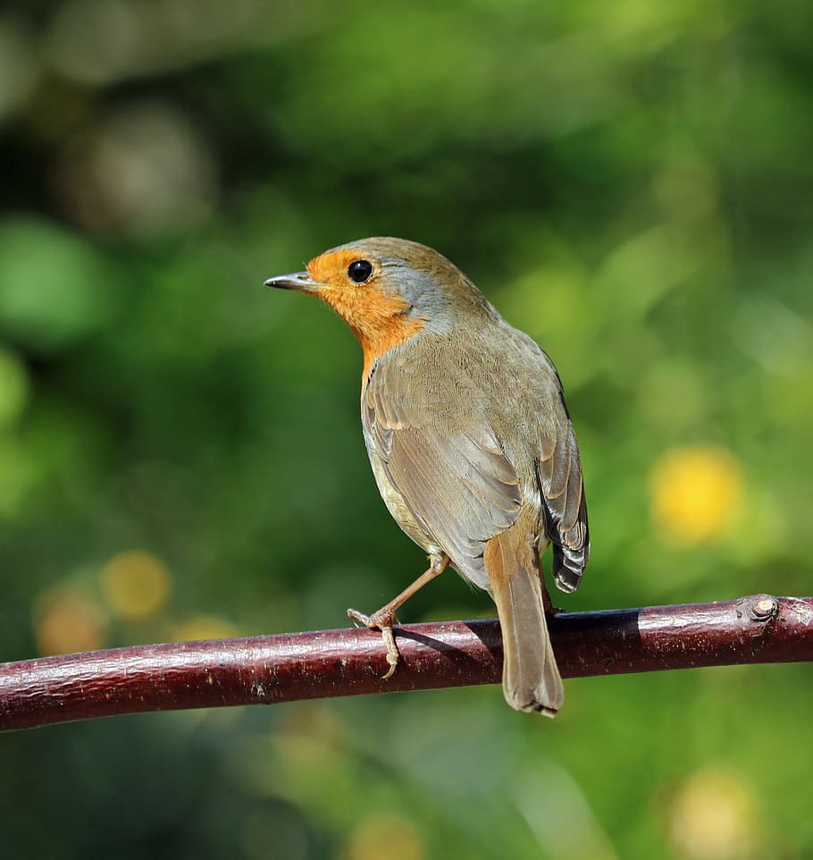 robin, perched, bird, song bird, garden bird, red, redbreast HD wallpaper