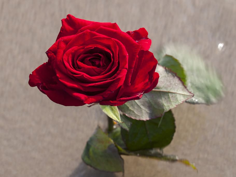 rose, sand, flower, beauty in nature, red, plant, flowering plant HD wallpaper