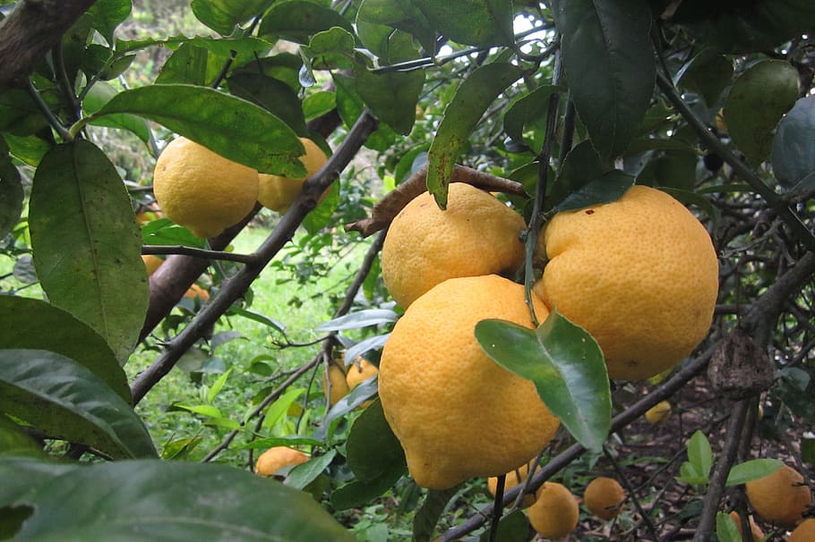 lemon, tree, fruit, fruit tree, yellow, nature, citric, leaves, HD wallpaper