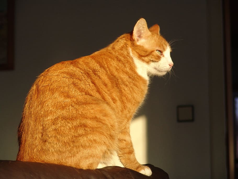Cat, Animals, domestic cat, pets, domestic animals, one animal HD wallpaper