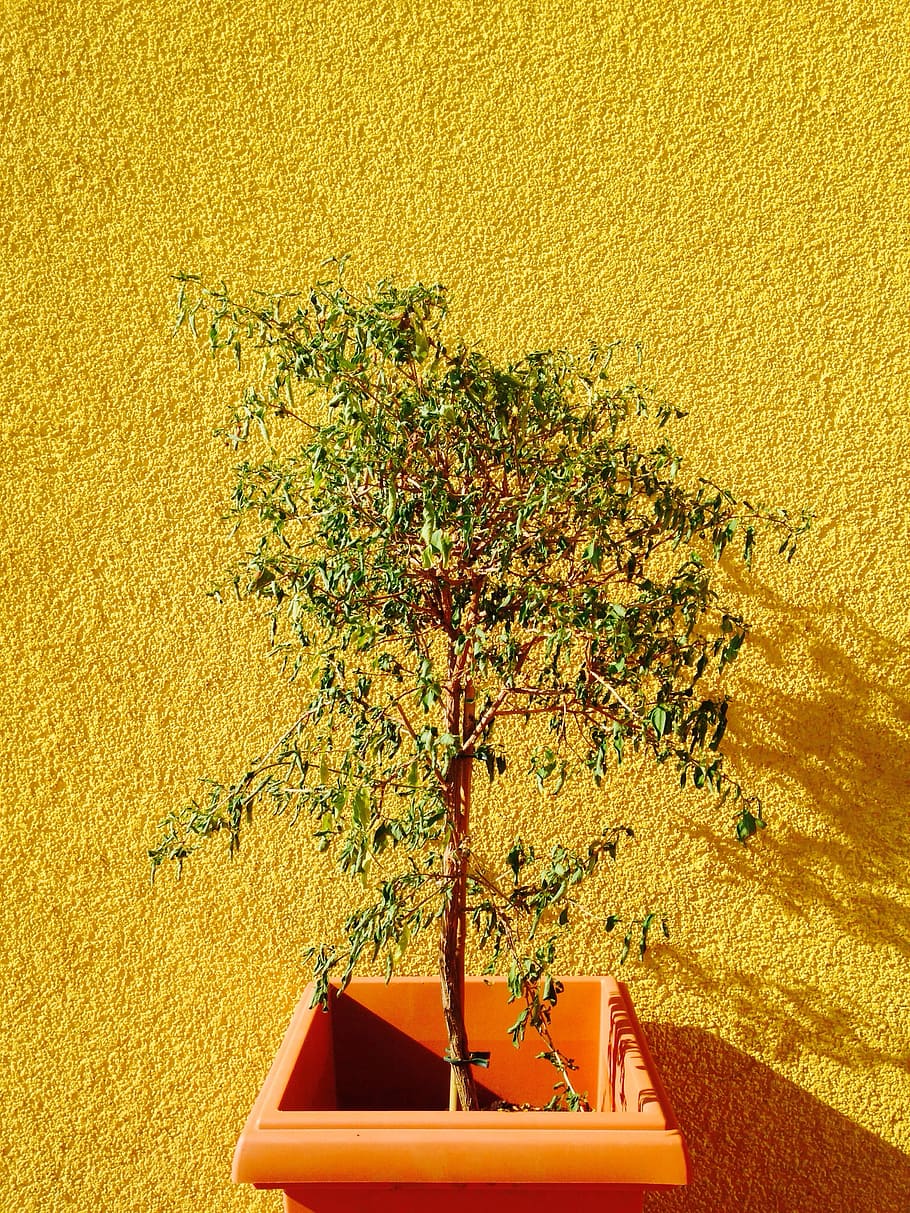 green plant on pot, green leafed plant in brown pot, wall, yellow HD wallpaper