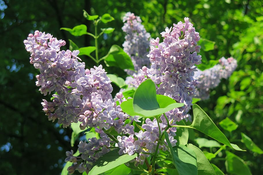lilac, spring, flowering plant, beauty in nature, growth, vulnerability HD wallpaper