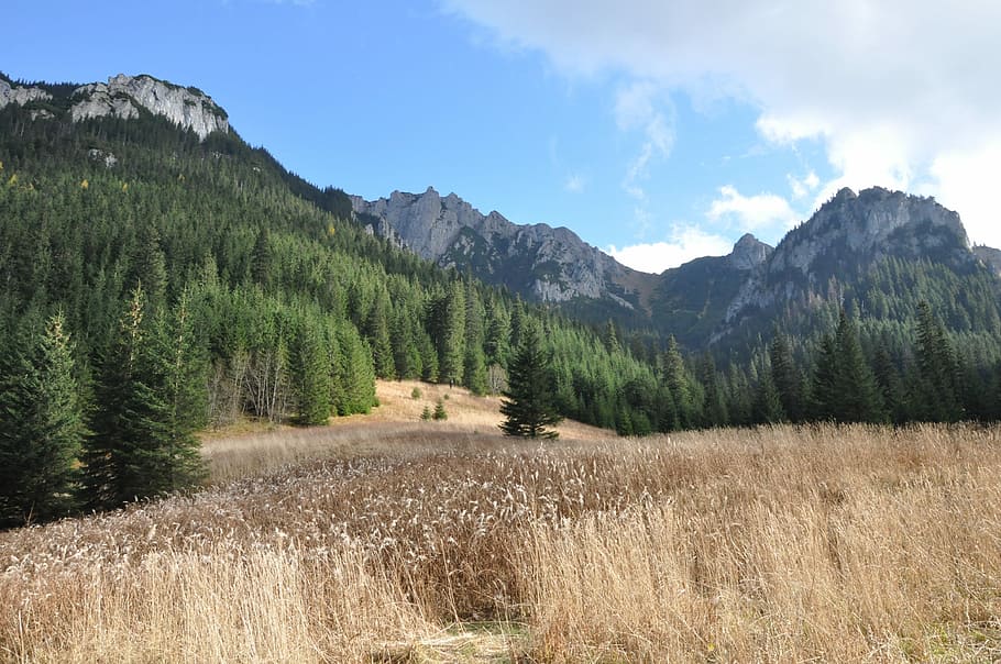 Mountains, Landscape, View, Autumn, grass, tatry, nature, tree HD wallpaper