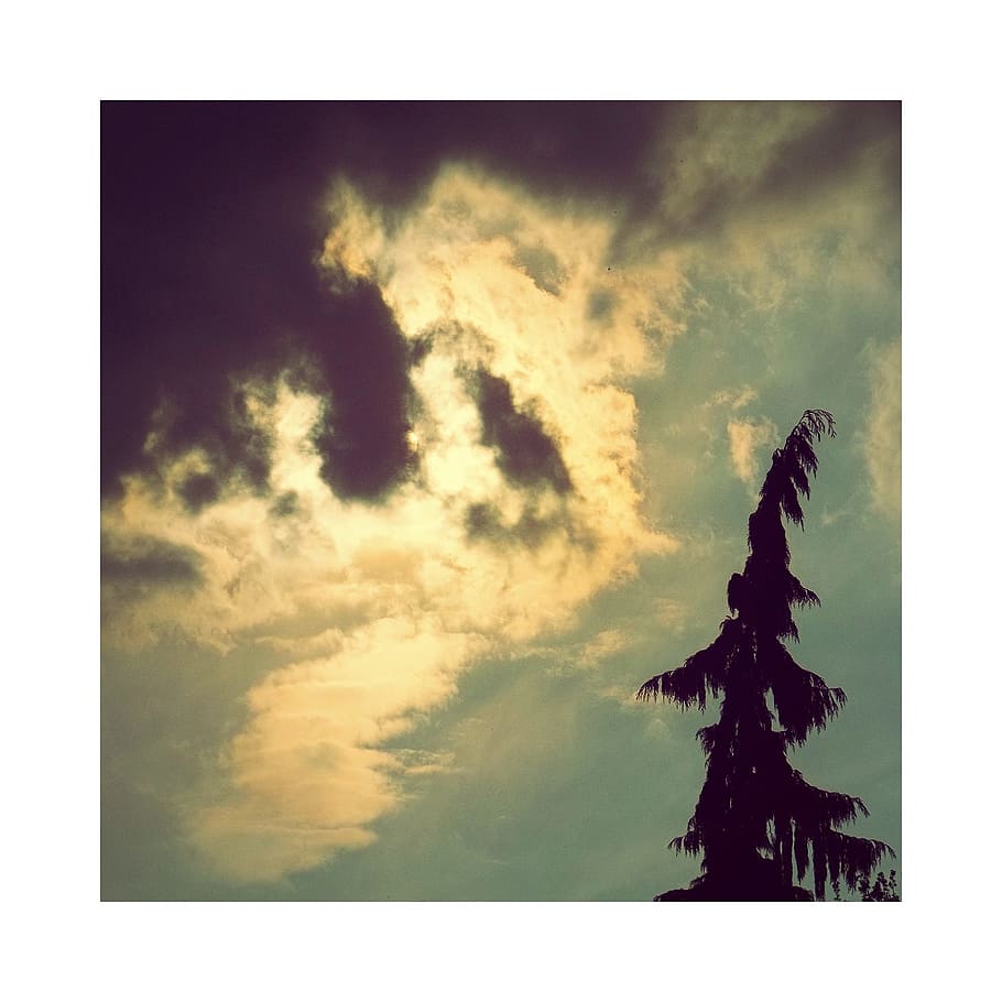 weather, conifer, clouds, sky, sun, forest, nature, mystical HD wallpaper