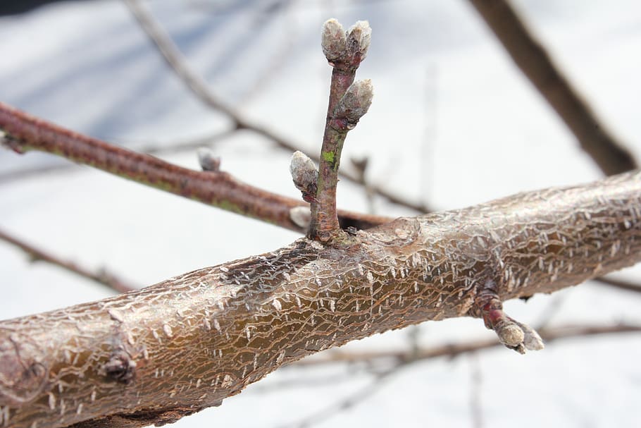 tree, nature, outdoors, wood, nectarine tree, tree buds, focus on foreground, HD wallpaper