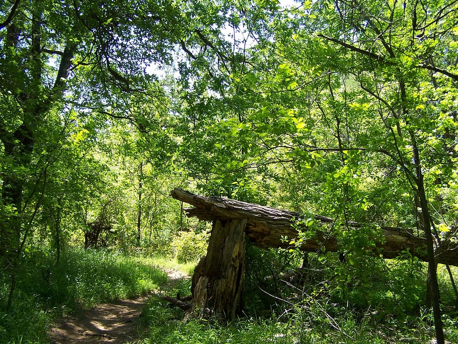 forest, broken, storm, tree, fallen, path, nature, trunk, scenic HD wallpaper