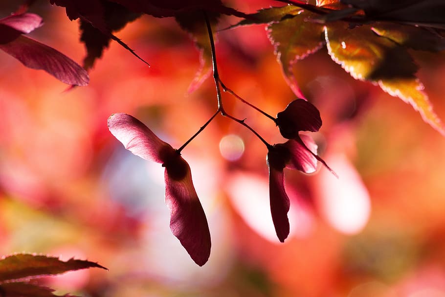 selective focus photography of pink leaves, maple, autumn, infructescence HD wallpaper