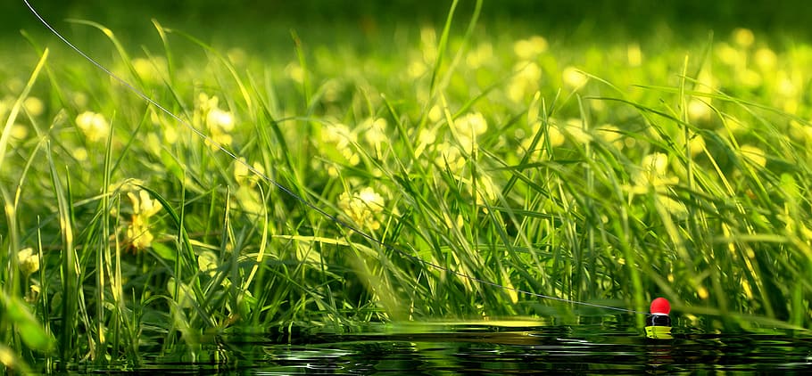 green grass field, fishing, hook, line, summer, spring, nature HD wallpaper