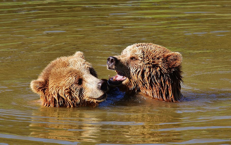 HD wallpaper: two grizzly bears on body of water, play, animal world ...