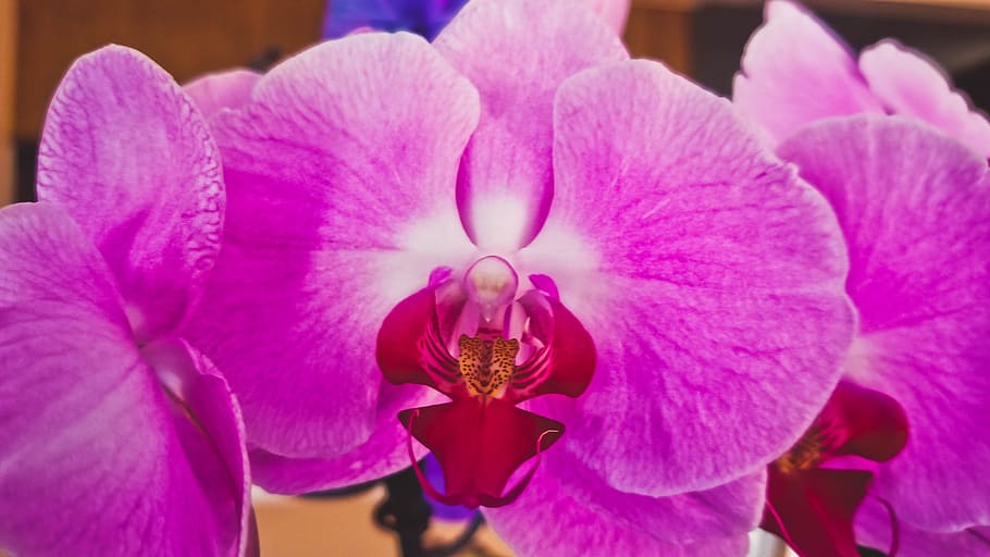 orchid, flower, spring, flowering plant, freshness, petal, beauty in nature HD wallpaper