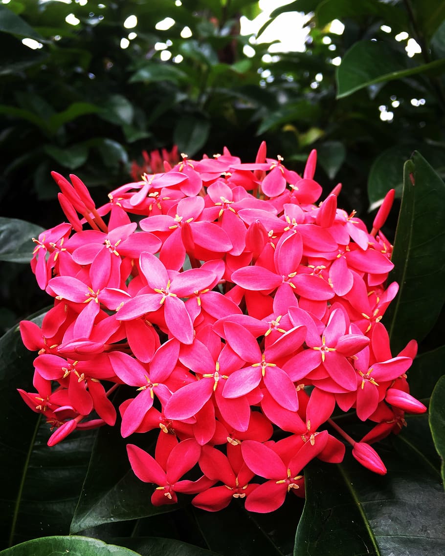 pink, large, flower, flowering plant, petal, beauty in nature HD wallpaper