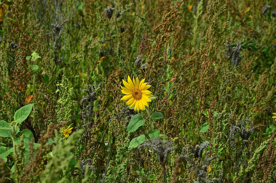 Sun Flower, Lonely, Alone, individually, nature, background HD wallpaper