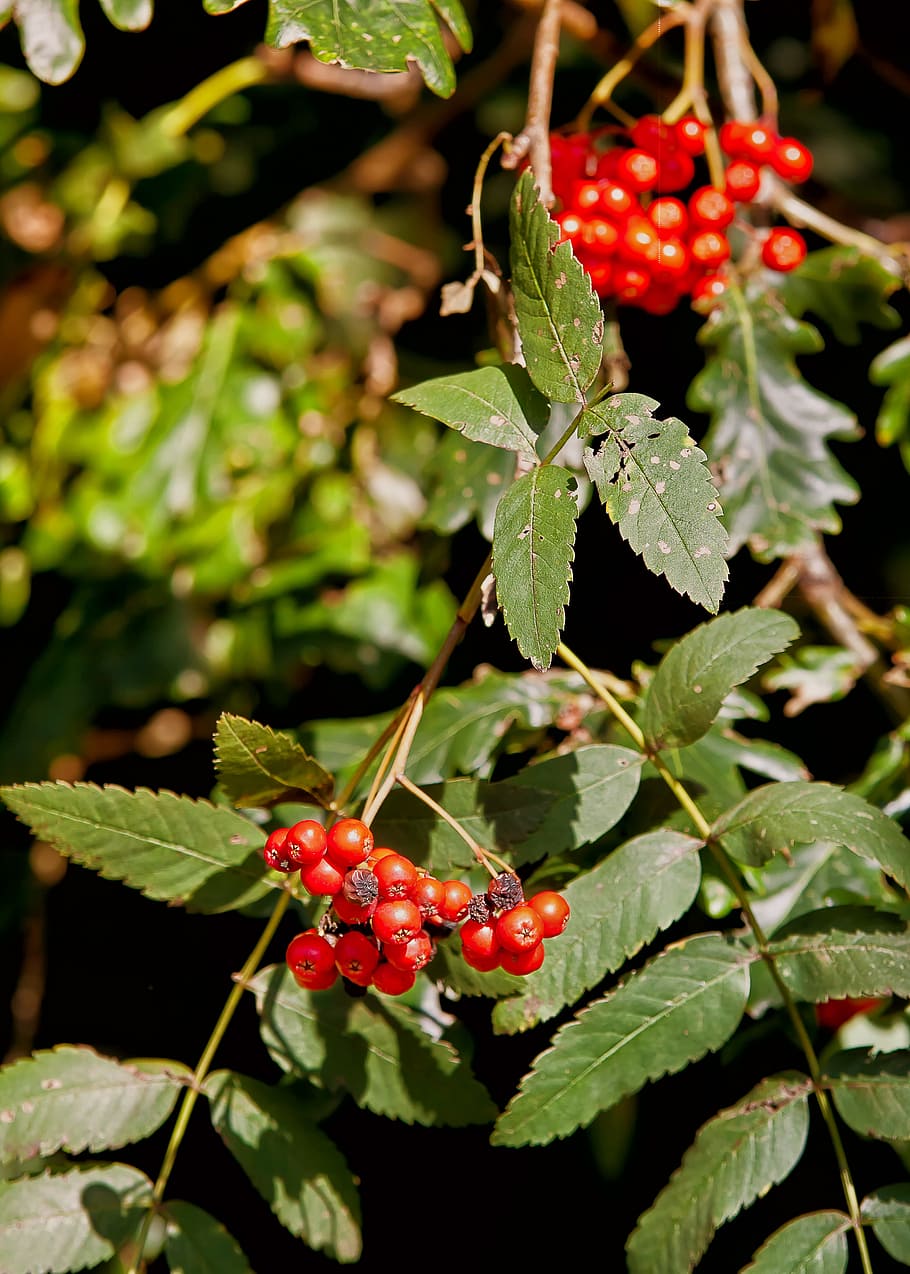 fruit, red, berries, plant, garden, nature, red fruits, decoration HD wallpaper