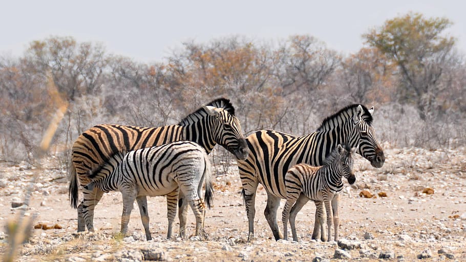 fours zebras near bare trees during daytime, africa, namibia HD wallpaper