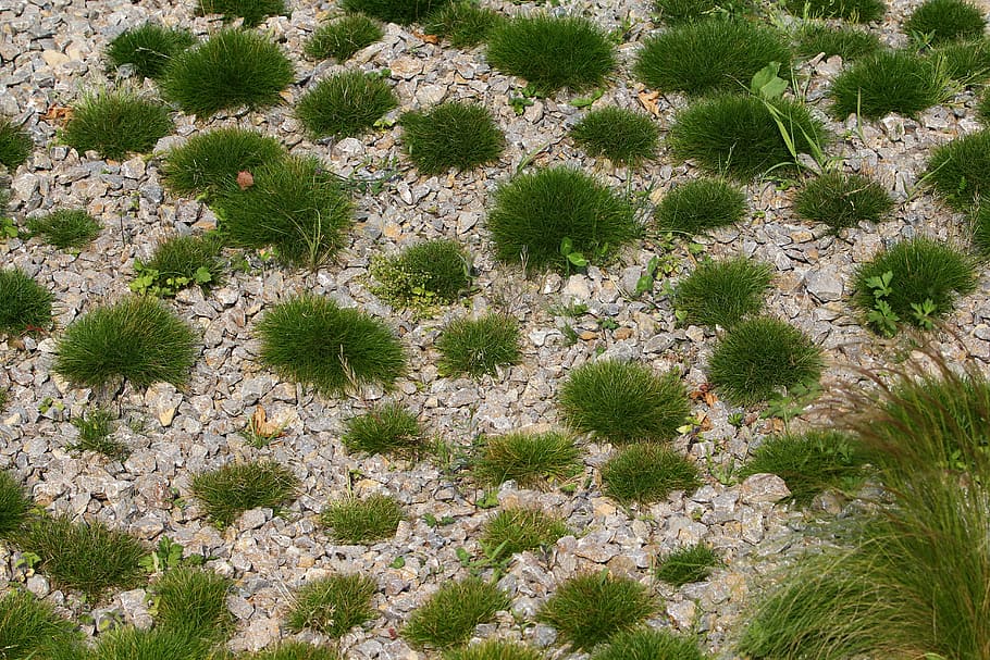 Pebble, Wild Grass, swards, green, nature, backgrounds, pattern HD wallpaper