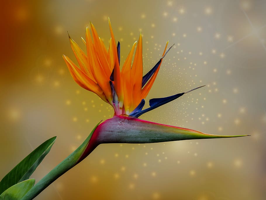 orange and green bird-of-paradise flower in close-up photography, HD wallpaper